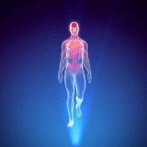 human-body