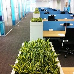 گیاهان مناسب برای محل کار